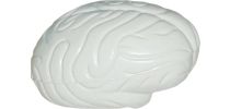 Stress Shape Brain