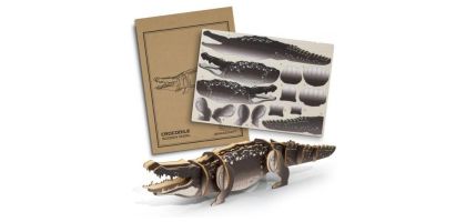 BRANDCRAFT Crocodile Wooden Model