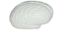 Stress Shape Brain