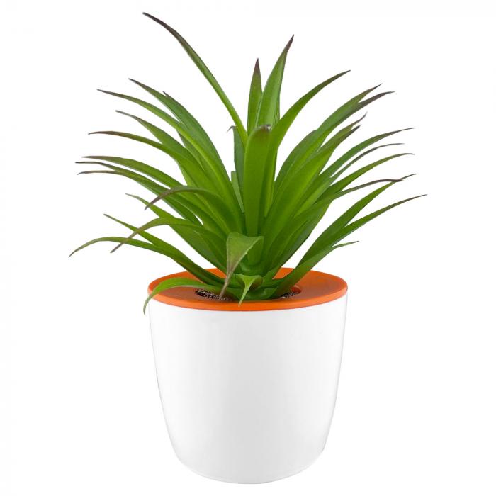 Mini Desk Plant Pot