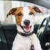 Amigo Dog Collar